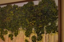 TH-23 لوحة رسم اشجار